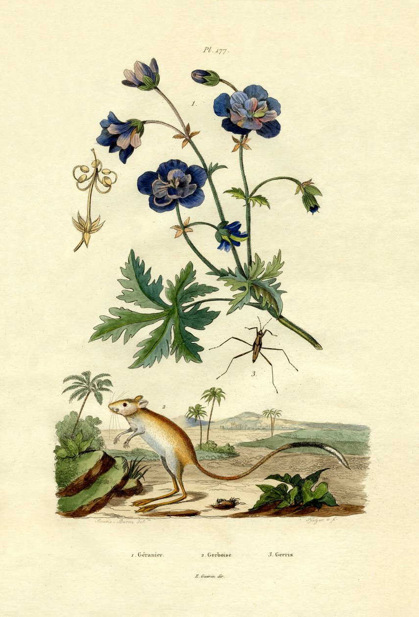 Jerboa, 1833-39 tekijältä French School