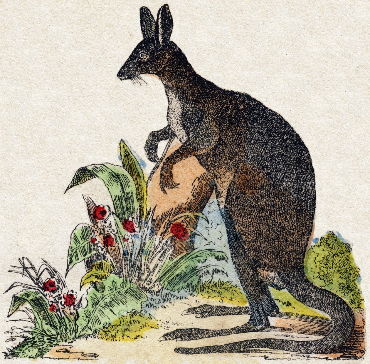 Kanguroo. Kaiverrus "" Alphabet des animaux sauvages"". 9. sarja. Kuvia Epinalista, Pellerin, paino-kustantaja, noin 1870. Kaiverrukset puuhun, stenciloitu. 16 sivua. Mitat: 20 x 15 cm. Yksityinen kokoelma tekijältä French School