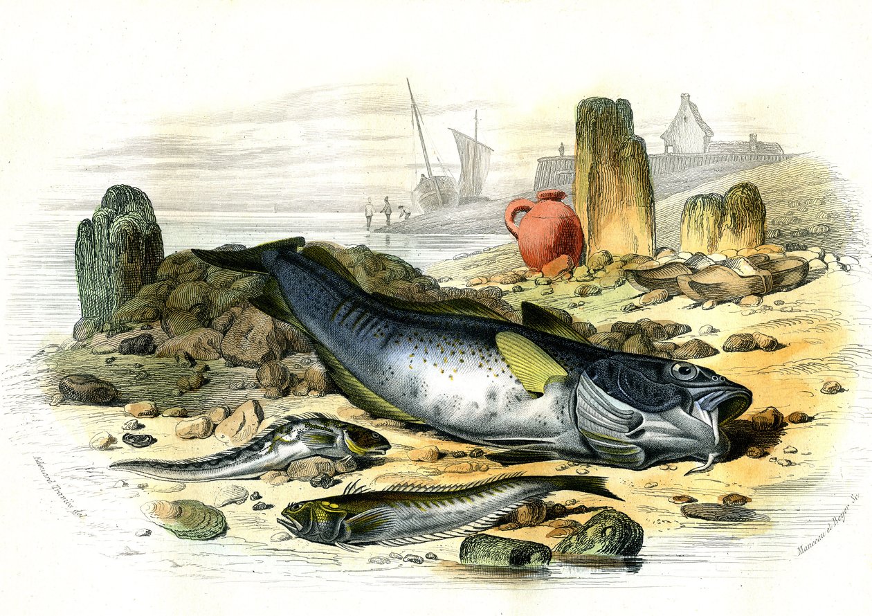 Oviparous Blennie (Blennius viviparus), trakiini vive ja gad-turska - Bernard Germain de Lacepeden (1856-1925) Histoire Naturellesta poiminut levy, painos P.Furme, Pariisi tekijältä French School