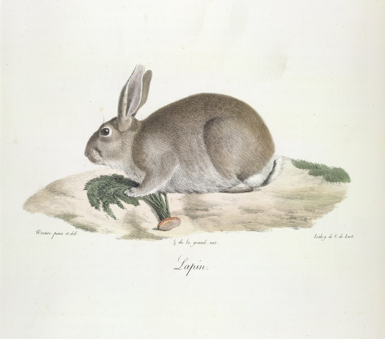 Kani, kani, nisäkkäiden luonnonhistoriasta (väri litho) tekijältä French School
