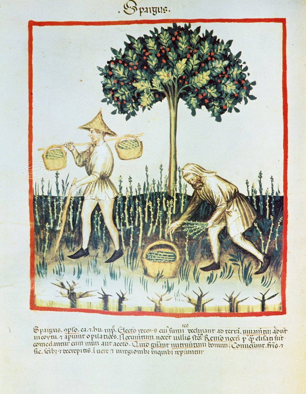 Lat. 9333 folio 23v "Spargus" (parsanpoimijat) Ibn Butlânin Tacuinum sanitatis -teoksesta (pergamentti). tekijältä French School