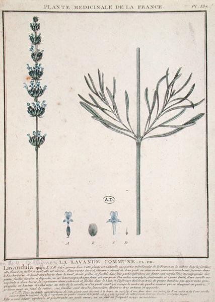 Lavender Spike, lautanen "Plante Medicinale de la France" (värillinen kaiverrus) tekijältä French School