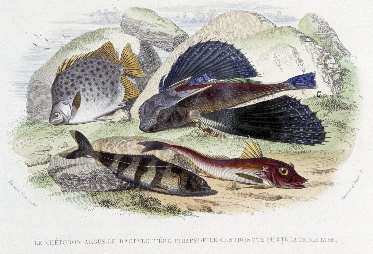Chatodon argus, tyloptera merirosvo, centronote-pilotti, trigle lyyra - Lacépèden "Histoire Naturelle", toim. Veurne, Pariisi tekijältä French School