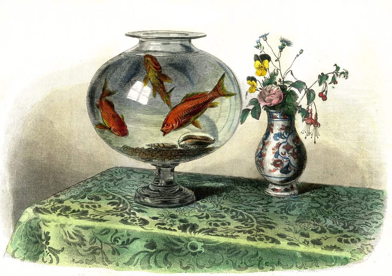 Kultainen kyprini (Cyprinus Auratus) - Bernard Germain de Lacepeden (1856-1925) Histoire Naturellesta poiminut levy, painos P.Furme, Pariisi tekijältä French School