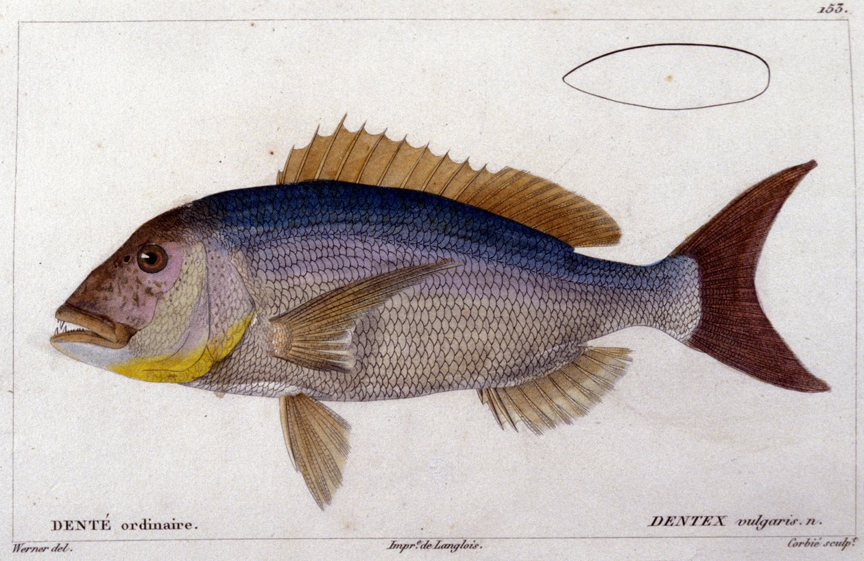 Dentex Cuvierin "Histoire naturelle des poissons", Valenciennes, Pariisi. tekijältä French School