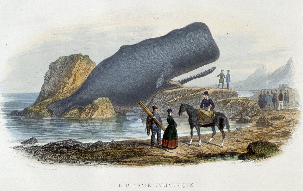 Sylinterimäinen fysaali (valaiden syrjäytyminen) - Alfred Fredolin "Le monde de la mer" -kirjassa, Hachette, Paris tekijältä French School