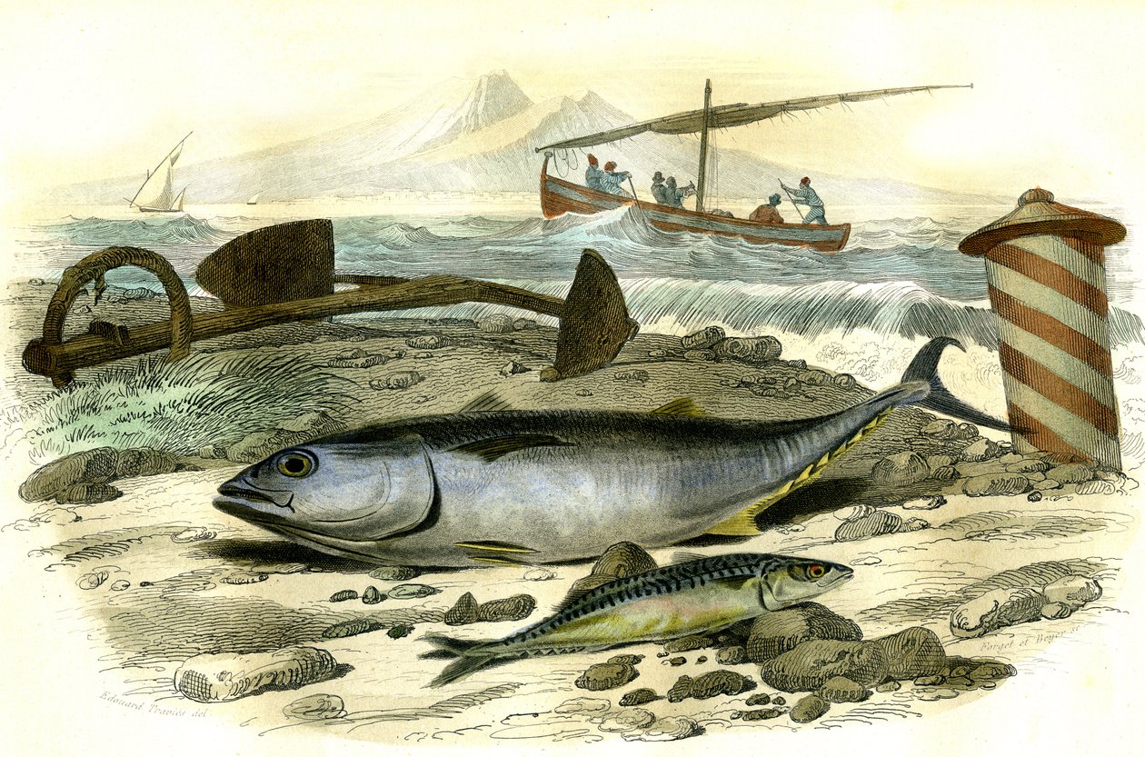 Le thon (Scomber Thynnus), le mackereau (Scomber Scobrus) - Bernard Germain de Lacepeden (1856-1925) Histoire Naturelle -levystä poimima levy, painos P.Furme, Paris tekijältä French School