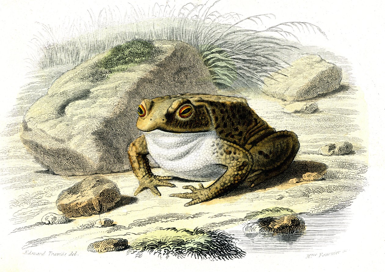 Rupikonna (Bufo vulgaris) - Bernard Germain de Lacepeden (1856-1925) luonnonhistoriallinen lautanen, painos P.Furme, Pariisi tekijältä French School
