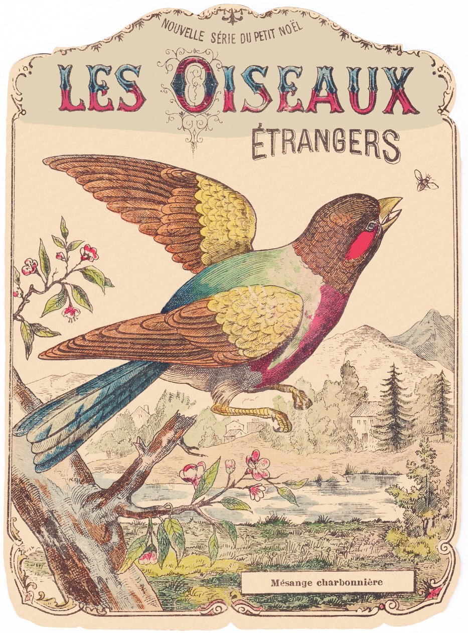 Les Oiseaux Étrangers: levyn kansi. Charbonnière mesange., 1800-luvun loppupuoli (vedos). tekijältä French School