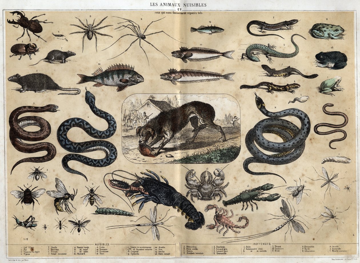 Haitallisia eläimiä. kaiverrus vuodelta 1860 "" les Recreations instructives "" Jules DELBRUCKin synoptinen maalaus. Yksityinen kokoelma. tekijältä French School