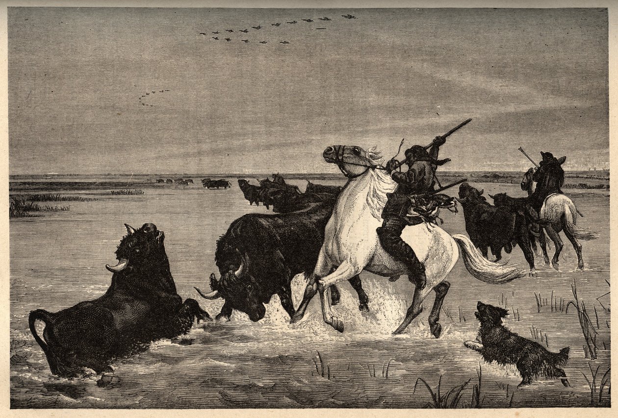 Camarguen härät (nautarotu) vayson-maalauksen jälkeen - kaiverrus kirjaimella "" PATRIE" - kaiverrus "" PATILE"" - KUVAUS PINTUREQUIRESSE DE LA FRANCE 6 NITEESSÄ LUCIEN HUARD - 1800-luvun loppu tekijältä French School