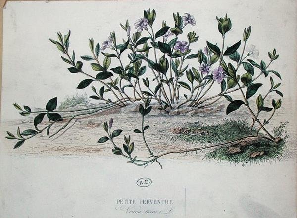 Pieni Periwinkle tai Vinca minor (värikaiverrus) tekijältä French School