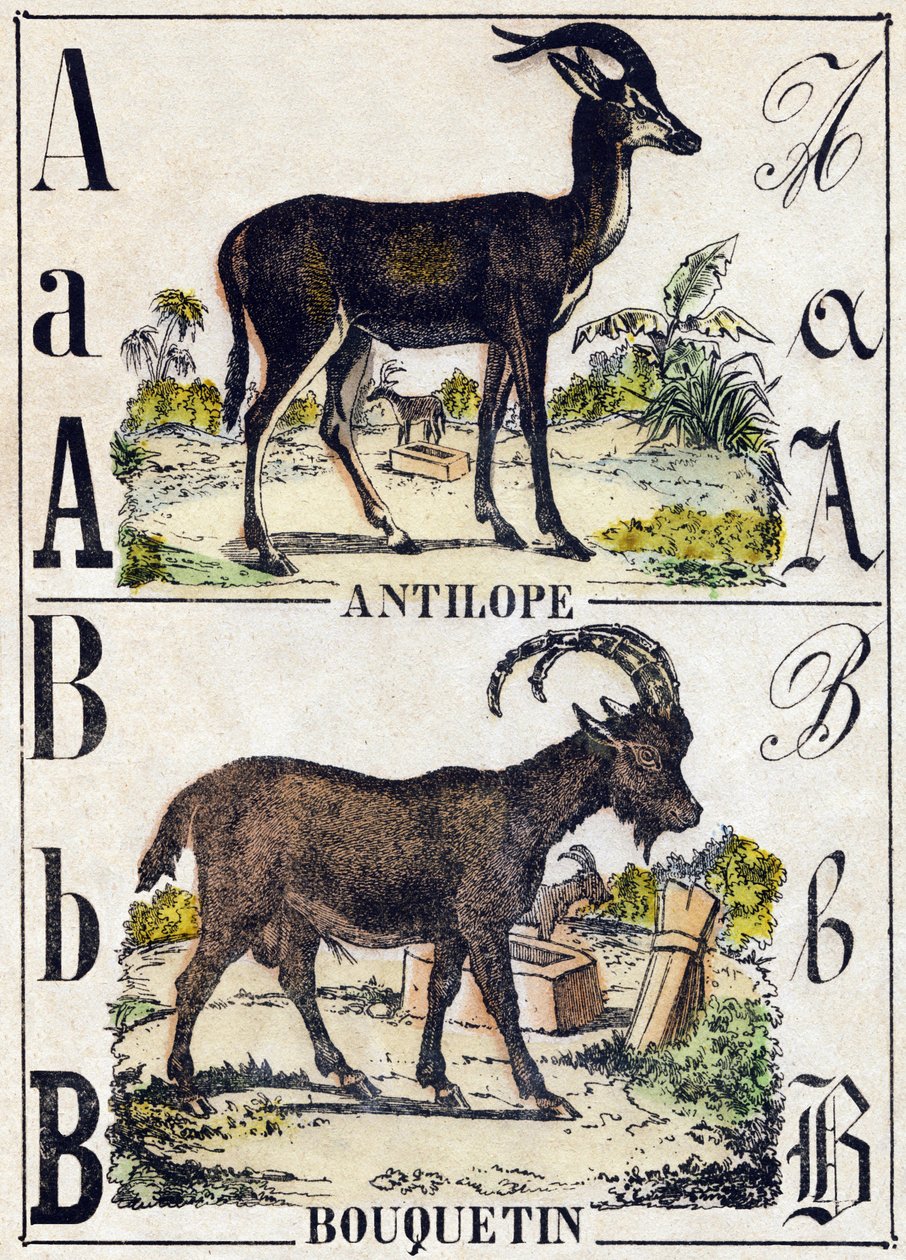 Kirjain A antilooppi; B Ibex. Kaiverrus "" Alphabet des animaux sauvages"". 9. sarja. Kuvia Epinalista, Pellerin, paino-kustantaja, noin 1870. Kaiverrukset puuhun, stenciloitu. 16 sivua. Mitat: 20 x 15 cm. Yksityinen kokoelma tekijältä French School