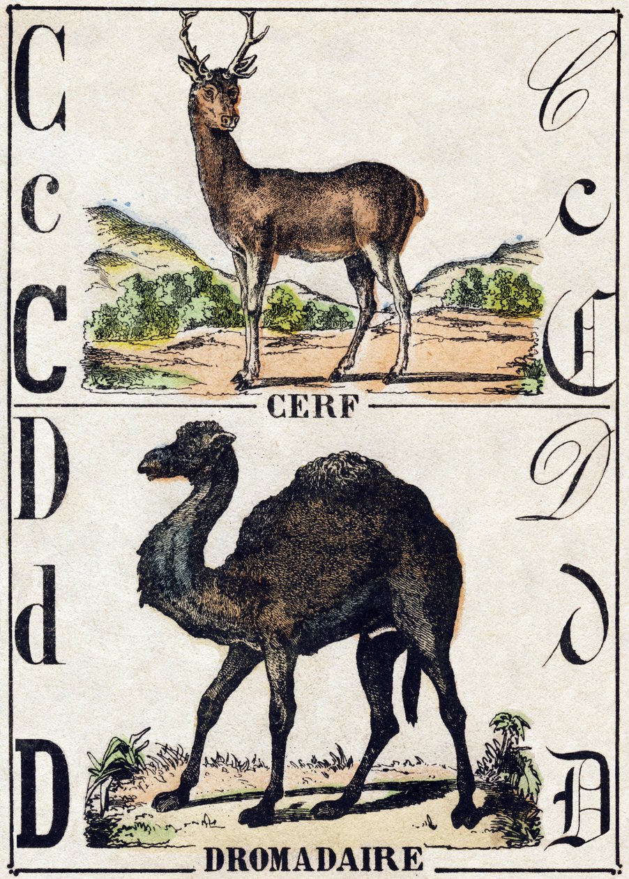 Kirjain C Hirvi; D Dromedaari. Kaiverrus "" Alphabet des animaux sauvages"". 9. sarja. Kuvia Epinalista, Pellerin, paino-kustantaja, noin 1870. Kaiverrukset puuhun, stenciloitu. 16 sivua. Mitat: 20 x 15 cm. Yksityinen kokoelma tekijältä French School