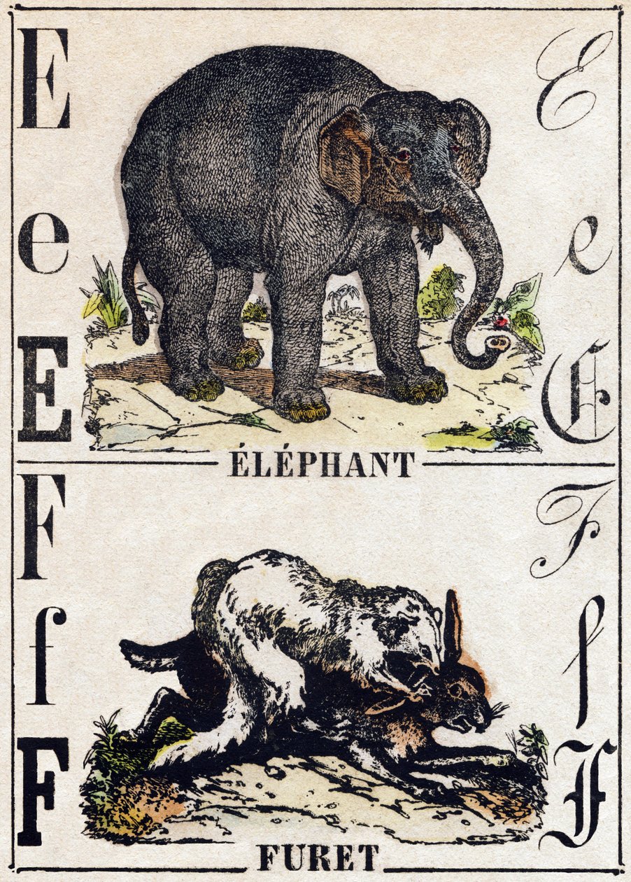E-kirjain Elefantti; F Fretti. Kaiverrus "" Alphabet des animaux sauvages"". 9. sarja. Kuvia Epinalista, Pellerin, paino-kustantaja, noin 1870. Kaiverrukset puuhun, stenciloitu. 16 sivua. Mitat: 20 x 15 cm. Yksityinen kokoelma tekijältä French School