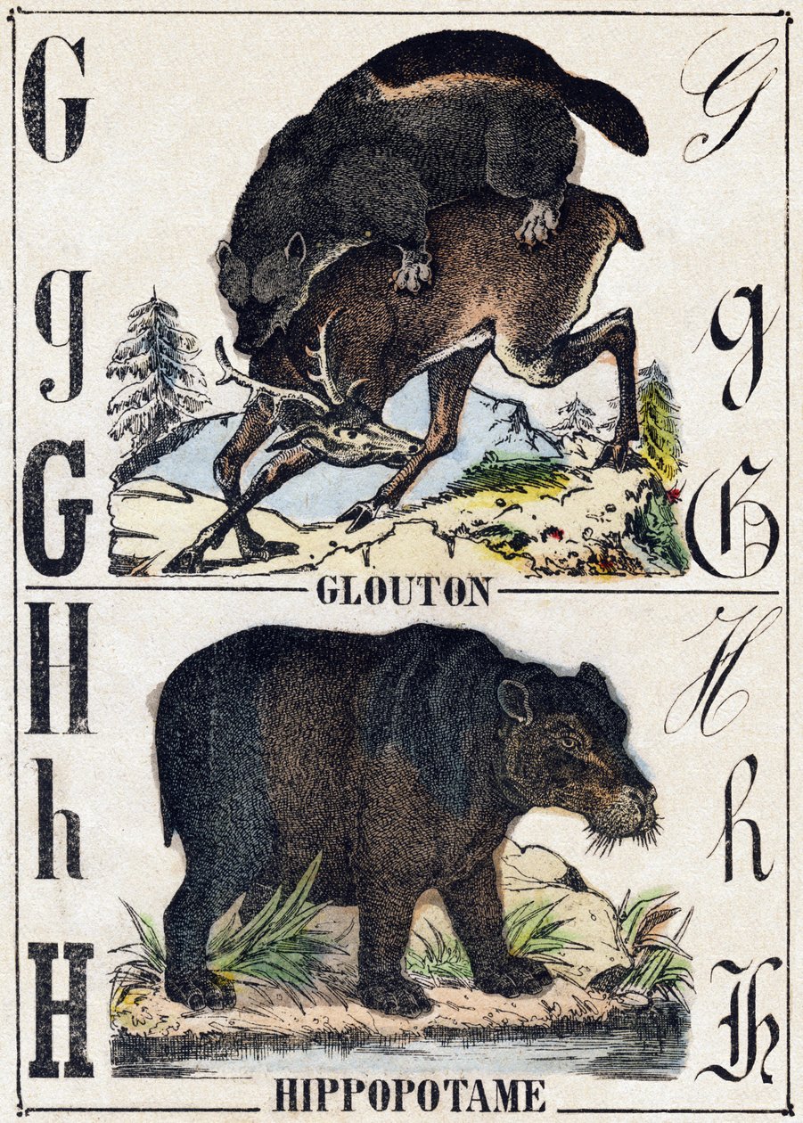 G-kirjain Ahmatti; H Virtahepo. Kaiverrus "" Alphabet des animaux sauvages"". 9. sarja. Kuvia Epinalista, Pellerin, paino-kustantaja, noin 1870. Kaiverrukset puuhun, stenciloitu. 16 sivua. Mitat: 20 x 15 cm. Yksityinen kokoelma tekijältä French School
