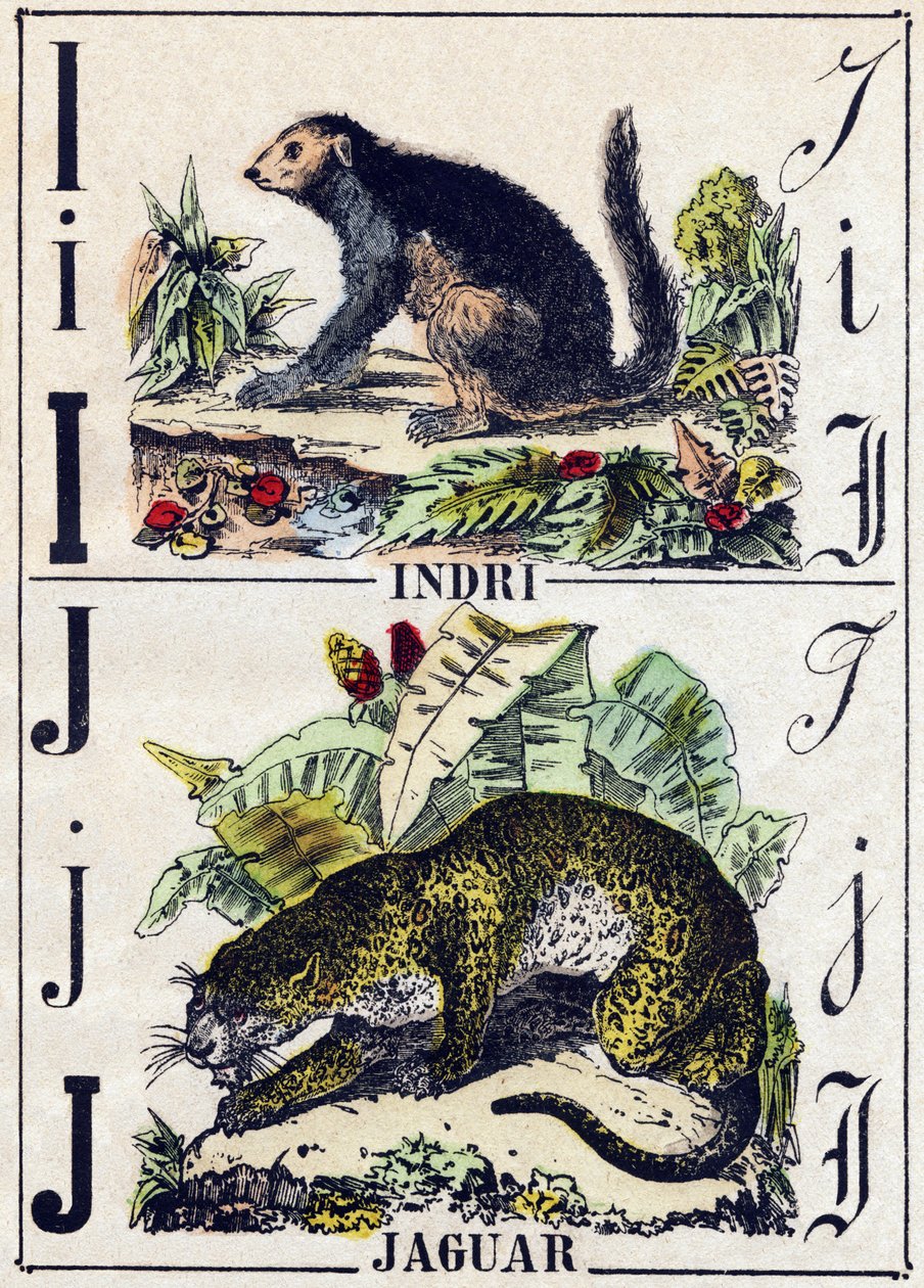 I-kirjain Indri (Lemurien); J Jaguar. Kaiverrus "" Alphabet des animaux sauvages"". 9. sarja. Kuvia Epinalista, Pellerin, paino-kustantaja, noin 1870. Kaiverrukset puuhun, stenciloitu. 16 sivua. Mitat: 20 x 15 cm. Yksityinen kokoelma tekijältä French School