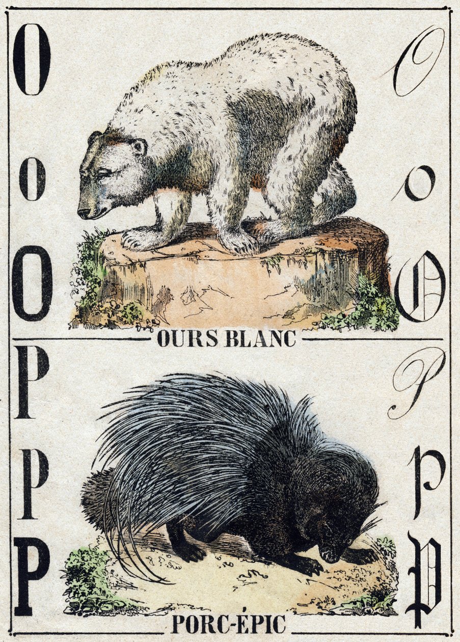 Kirjain O karhu; P Pork-eepos (Pig eepos). Kaiverrus "" Alphabet des animaux sauvages"". 9. sarja. Kuvia Epinalista, Pellerin, paino-kustantaja, noin 1870. Kaiverrukset puuhun, stenciloitu. 16 sivua. Mitat: 20 x 15 cm. Yksityinen kokoelma tekijältä French School