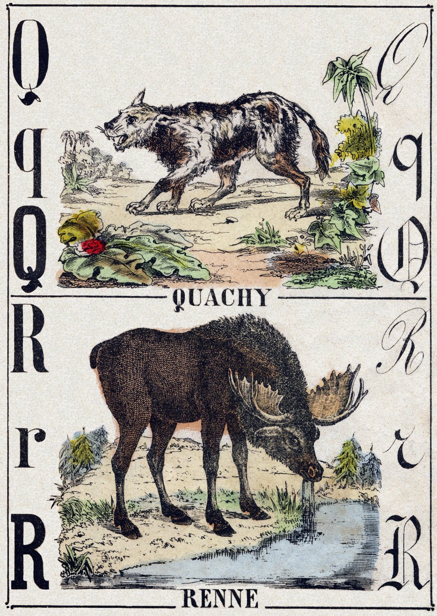Q-kirjain Quachy (etelä-amerikkalainen leijonakoira); R Poro. Kaiverrus "" Alphabet des animaux sauvages"". 9. sarja. Kuvia Epinalista, Pellerin, paino-kustantaja, noin 1870. Kaiverrukset puuhun, stenciloitu. 16 sivua. Mitat: 20 x 15 cm. Yksityinen kokoelm tekijältä French School