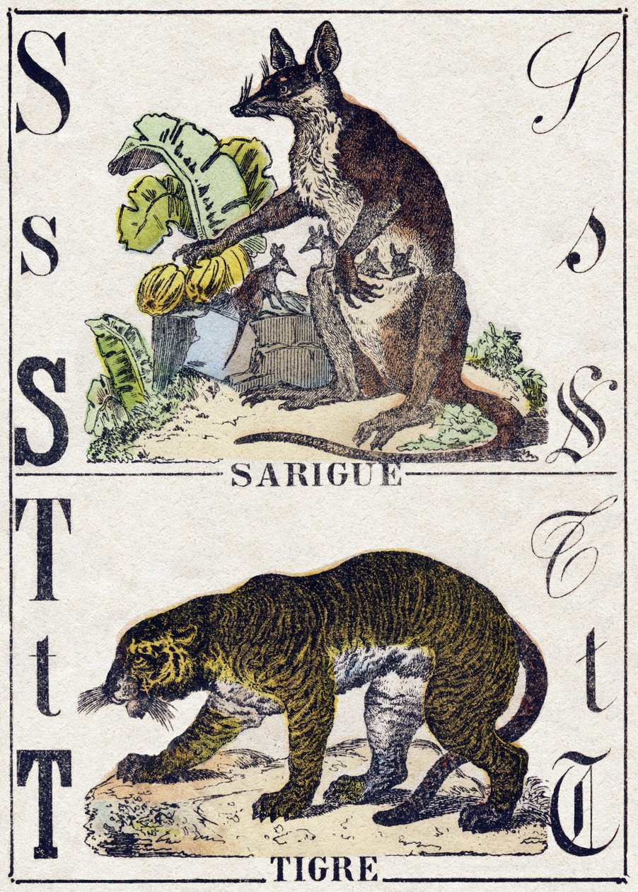 S-kirjain Sarigue (Opossum); T Tiger. Kaiverrus "" Alphabet des animaux sauvages"". 9. sarja. Kuvia Epinalista, Pellerin, paino-kustantaja, noin 1870. Kaiverrukset puuhun, stenciloitu. 16 sivua. Mitat: 20 x 15 cm. Yksityinen kokoelma tekijältä French School