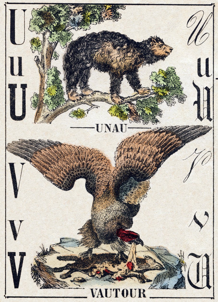 Kirjain U Unau (laiska); V Vulture. Kaiverrus "" Alphabet des animaux sauvages"". 9. sarja. Kuvia Epinalista, Pellerin, paino-kustantaja, noin 1870. Kaiverrukset puuhun, stenciloitu. 16 sivua. Mitat: 20 x 15 cm. Yksityinen kokoelma tekijältä French School