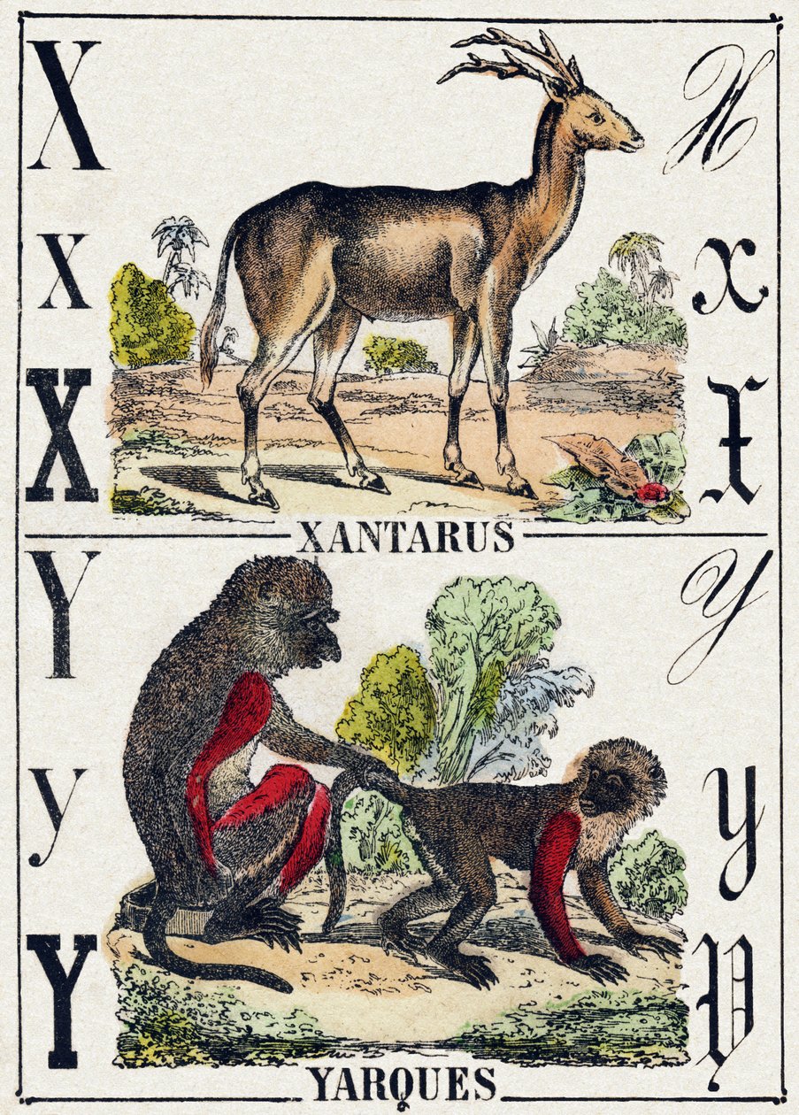 Kirjain X Xantarus; Y Yarques. Kaiverrus "Wild Animals Alphabet". 9. sarja. Kuvia Epinalista, Pellerin, kirjapaino-kustantaja, n. 1870. Kaiverrukset puuhun, stensiili. 16 sivua. Koko: 20 x 15 cm. Yksityinen kokoelma tekijältä French School