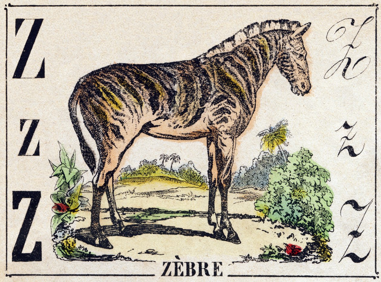 Kirjain Z Zebra. Kaiverrus "Wild Animals Alphabet". 9. sarja. Kuvia Epinalista, Pellerin, kirjapaino-kustantaja, n. 1870. Kaiverrukset puuhun, stensiili. 16 sivua. Koko: 20 x 15 cm. Yksityinen kokoelma tekijältä French School