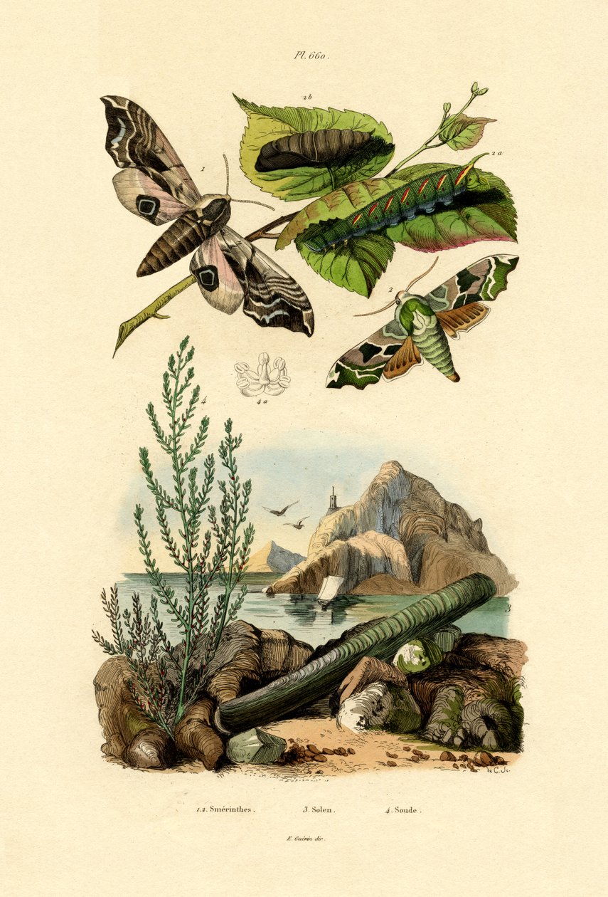 Lime Hawkmoth tekijältä French School