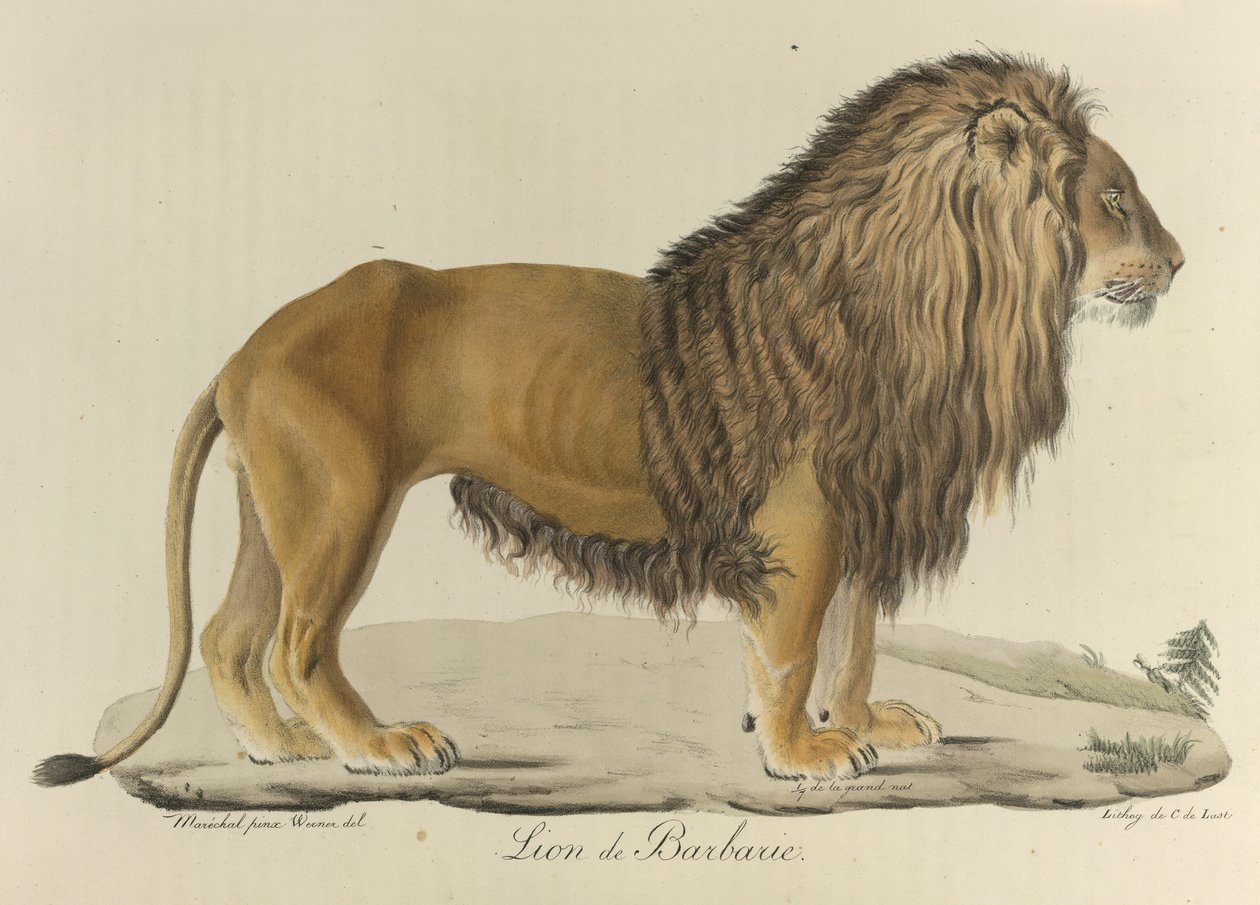 Barbaari leijona. Barbary-leijona, "Nisäkkäiden luonnonhistoriasta" (väri litho) tekijältä French School