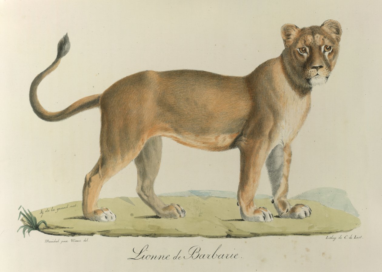 Barbary Lionee. Barbary-leijona, "Nisäkkäiden luonnonhistoriasta" (väri litho) tekijältä French School