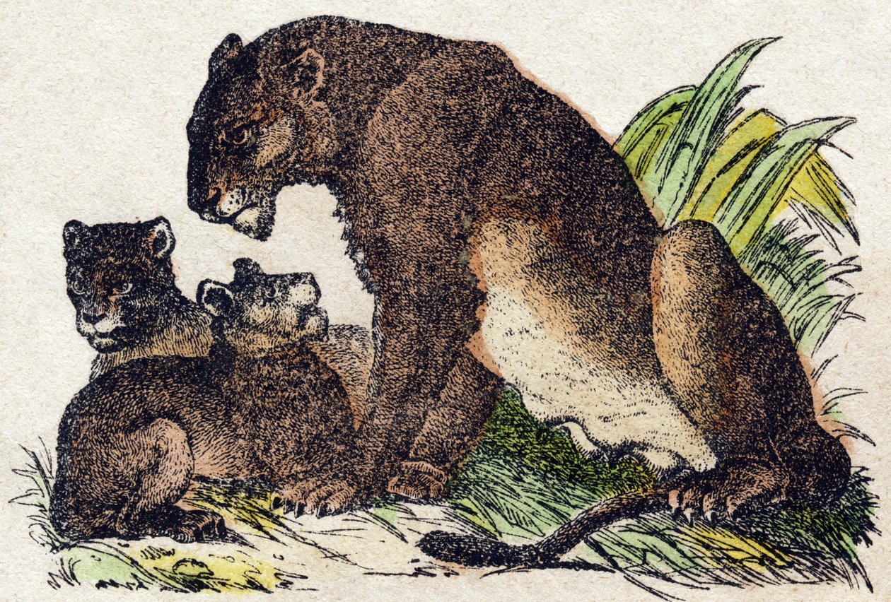 Naarasleijona. Kaiverrus "" Alphabet des animaux sauvages"". 9. sarja. Kuvia Epinalista, Pellerin, paino-kustantaja, noin 1870. Kaiverrukset puuhun, stenciloitu. 16 sivua. Mitat: 20 x 15 cm. Yksityinen kokoelma tekijältä French School