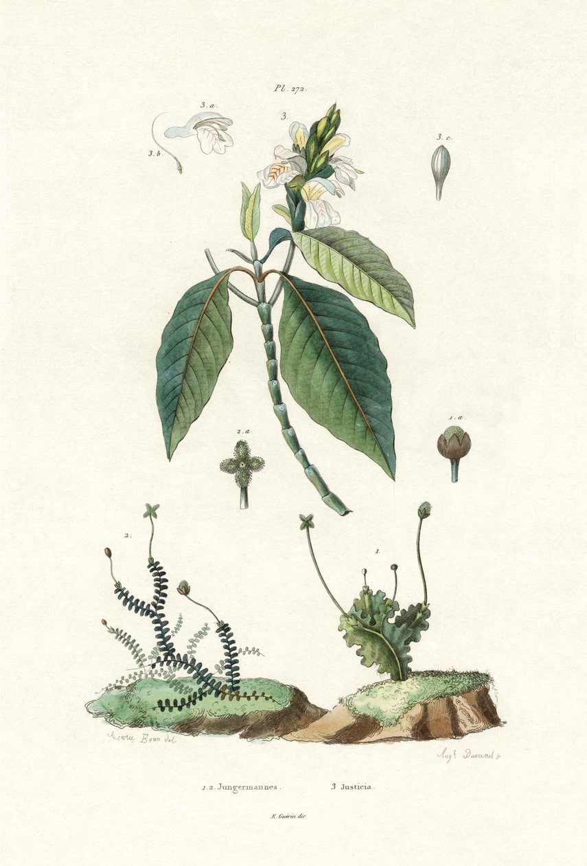 Liverwort, 1833-39 tekijältä French School