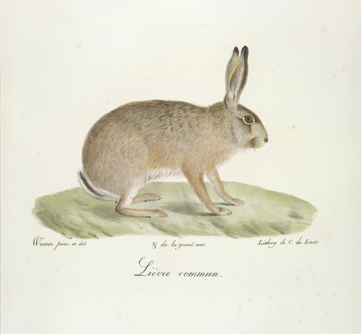 Tavallinen jänis, tavallinen jänis, nisäkkäiden luonnonhistoriasta (väri litho) tekijältä French School