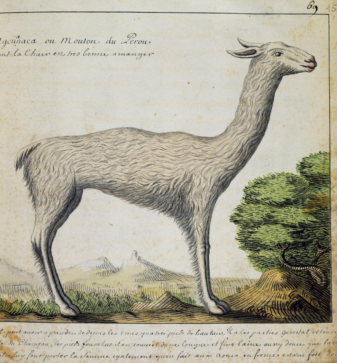 Llama, Peru, akvarelli lokikirjasta. Jacques Gouin de Beauchesne (1652-1730), Compagnie royale de la Mer du Sudin kapteeni, 1698-1701, Ranska tekijältä French School