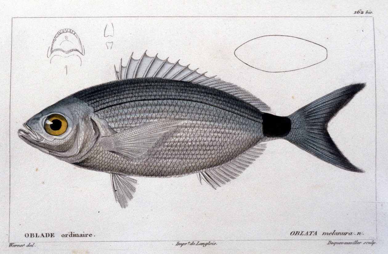 Tavallinen oblade "Kalan luonnonhistorian" jälkeen, Cuvier, Valenciennes, Paris tekijältä French School