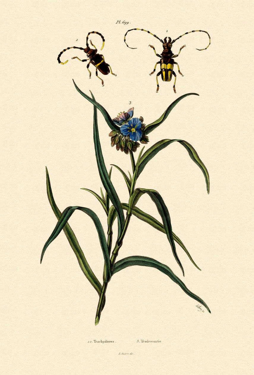 Longhorn Beetles, 1833-39 tekijältä French School