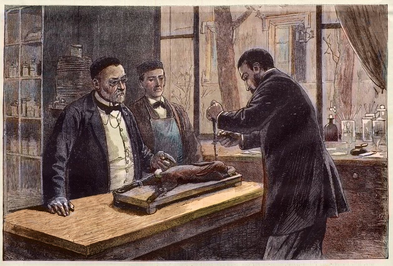 Louis Pasteur (1822-1895), ranskalainen kemisti ja mikrobiologi, kokeilee kloroformoidulla kanilla etsiessään lääkettä raivotautiin. tekijältä French School
