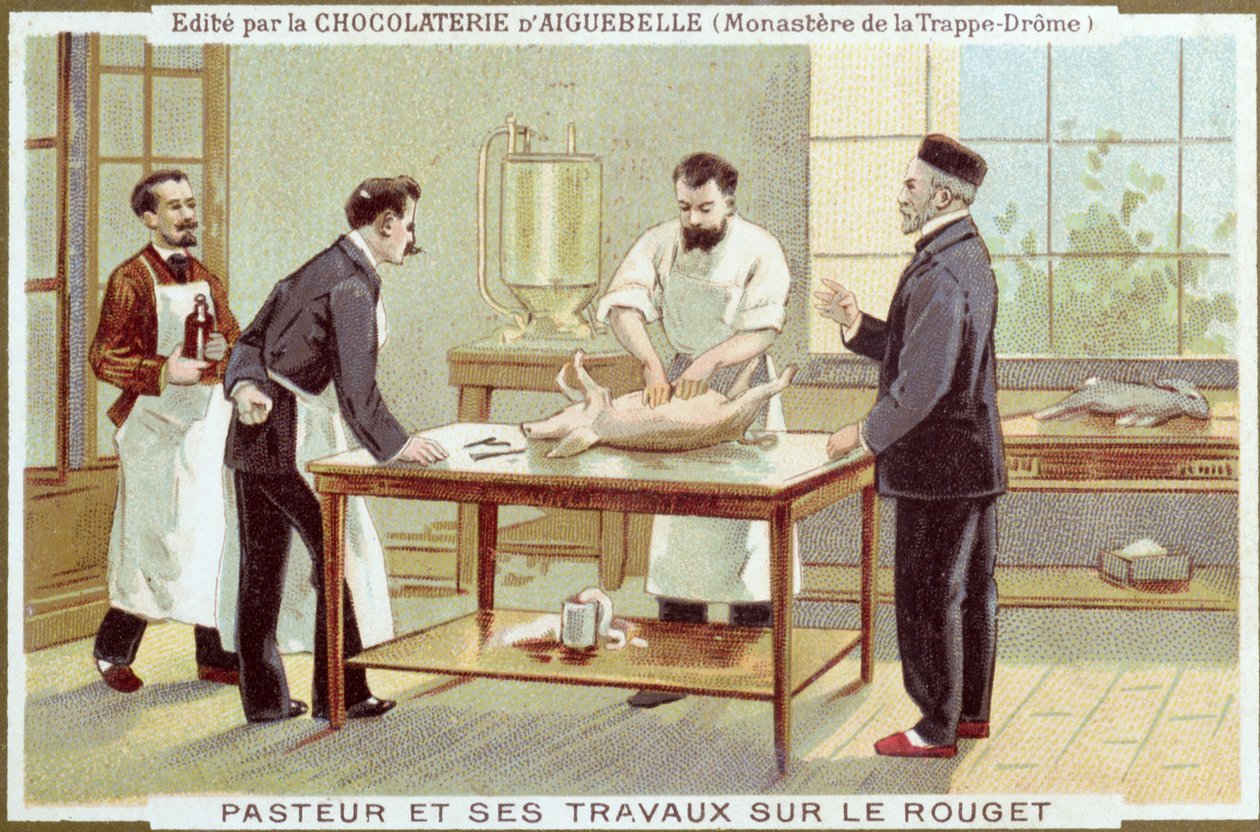 Louis Pasteur (1822-95) työskentelee tuhkarokkotutkimuksen parissa, mainoskortti Chocolaterie dAiguebellelle tekijältä French School