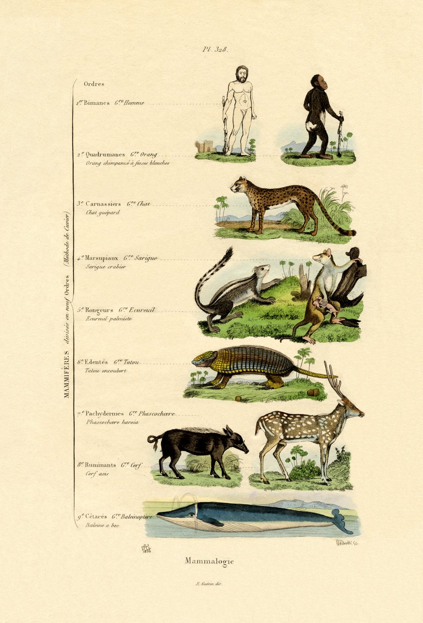 Mammalogy, 1833-39 tekijältä French School