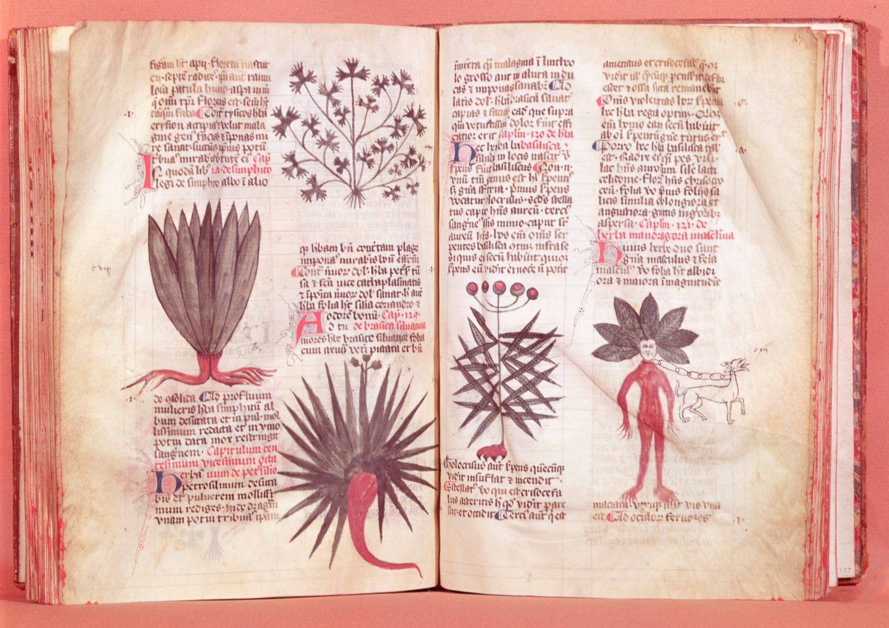 Mandrake, Dioscoridesin sopimuksesta (40-n. 90 jKr.) tekijältä French School