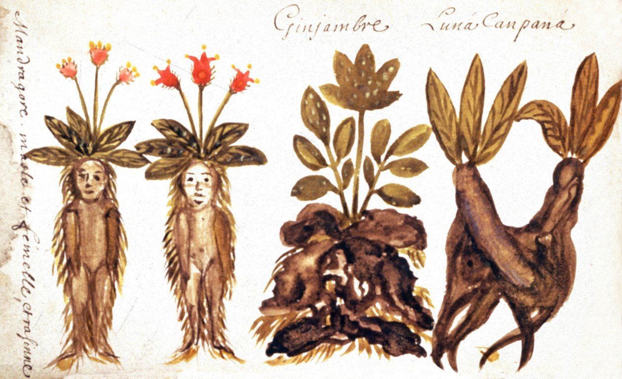 Mandrake, inkivääri, Luna Campana tekijältä French School