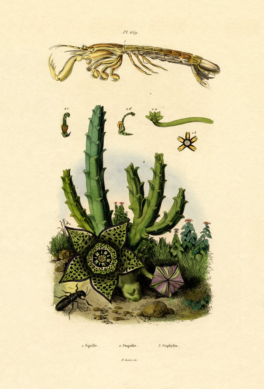 Mantis Shrimp, 1833-39 tekijältä French School