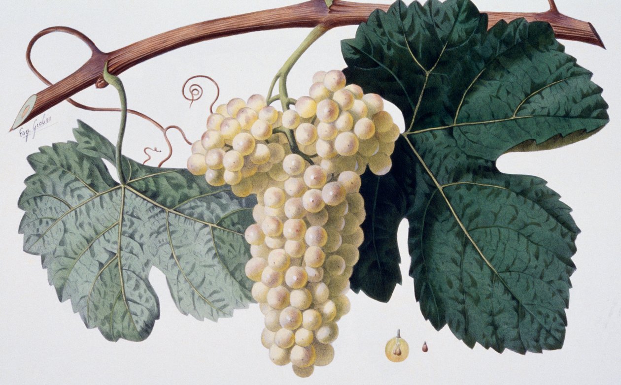 Marsanne-rypälelajike (Cotes du Rhone), ampelografia tekijältä French School