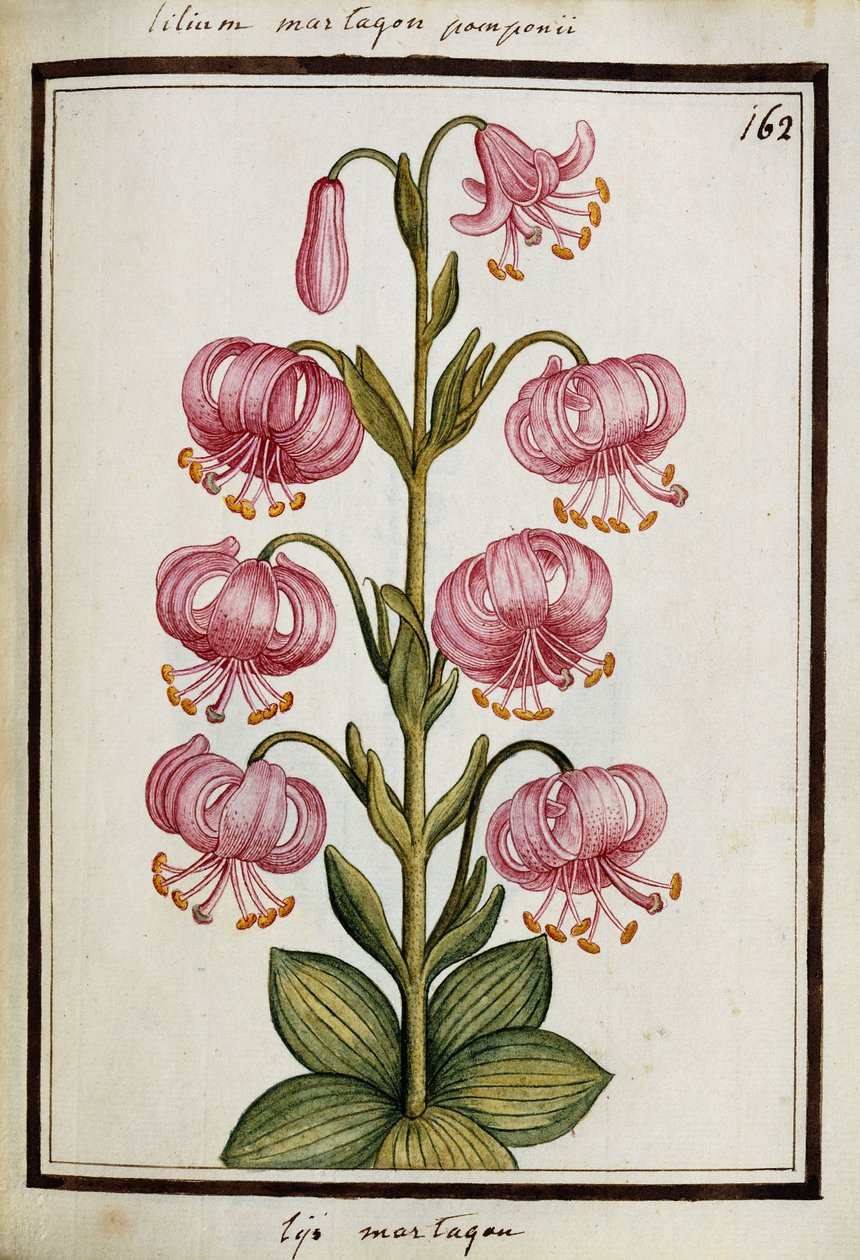 Martagon Lily, n. 1700 tekijältä French School