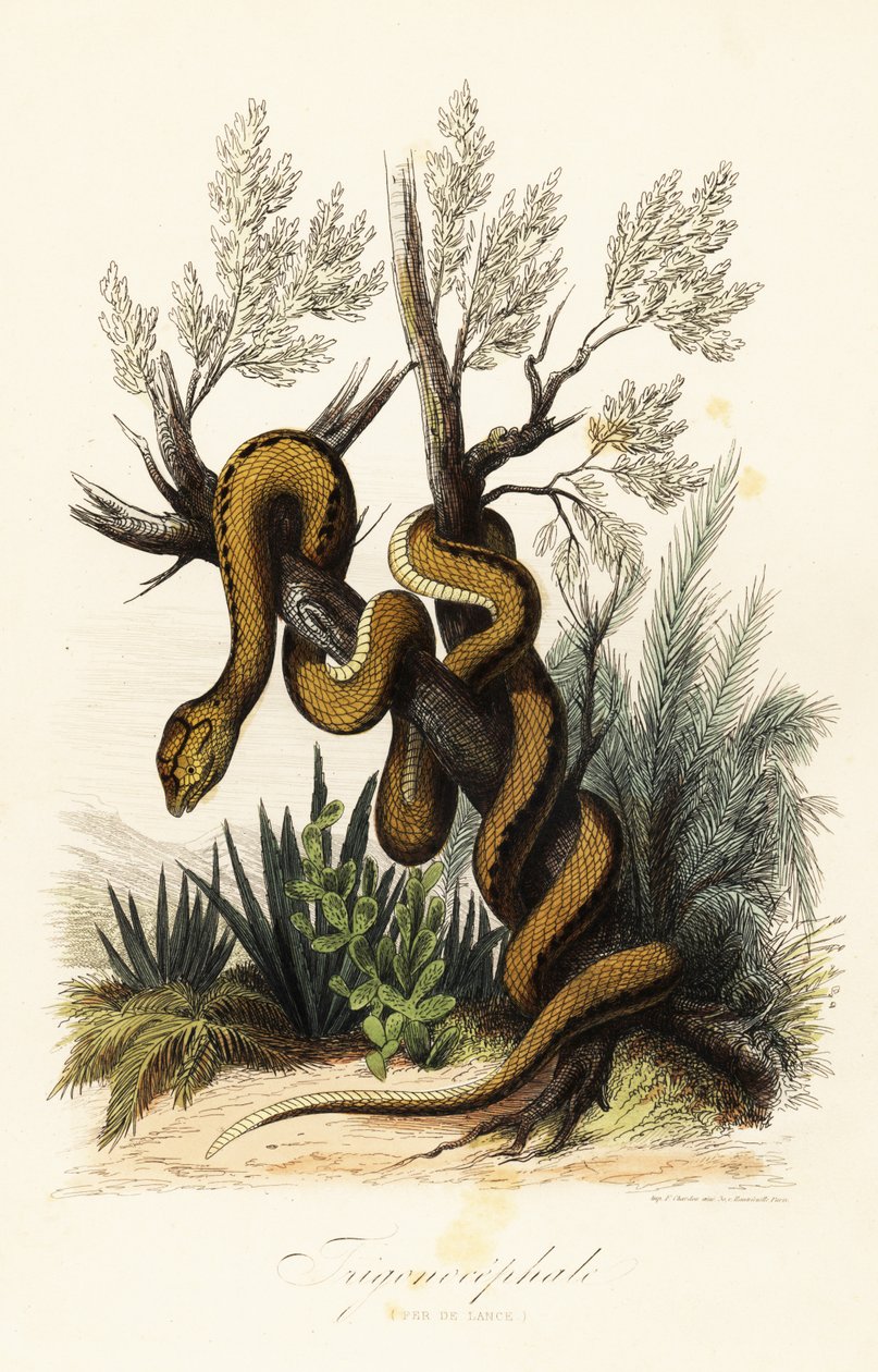 Martinique kuoppakyy, Bothrops lanceolatus tekijältä French School