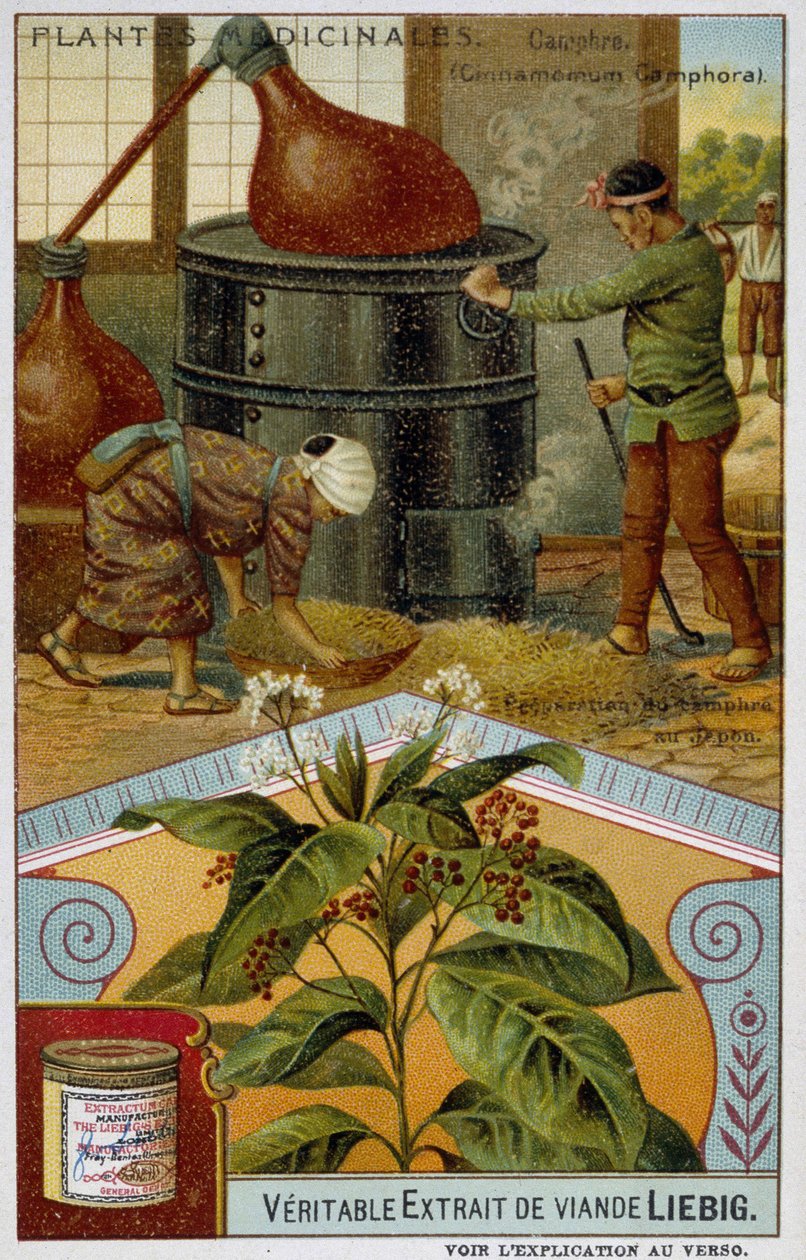 Lääkekasvit: kamferi; kamferin valmistus Japanissa - Chromo Liébig, v.1900 tekijältä French School
