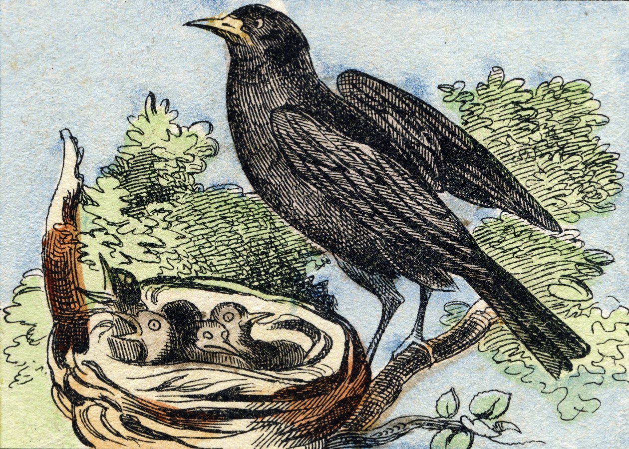 Merle. Kaiverrus "Buffon Alphabet des Oiseaux n 2". 3. Serie N 2. Epinalin kuvantaminen, Epinal, 1800-luvun loppu. 16 sivua. Mitat: 28 x 21 cm tekijältä French School