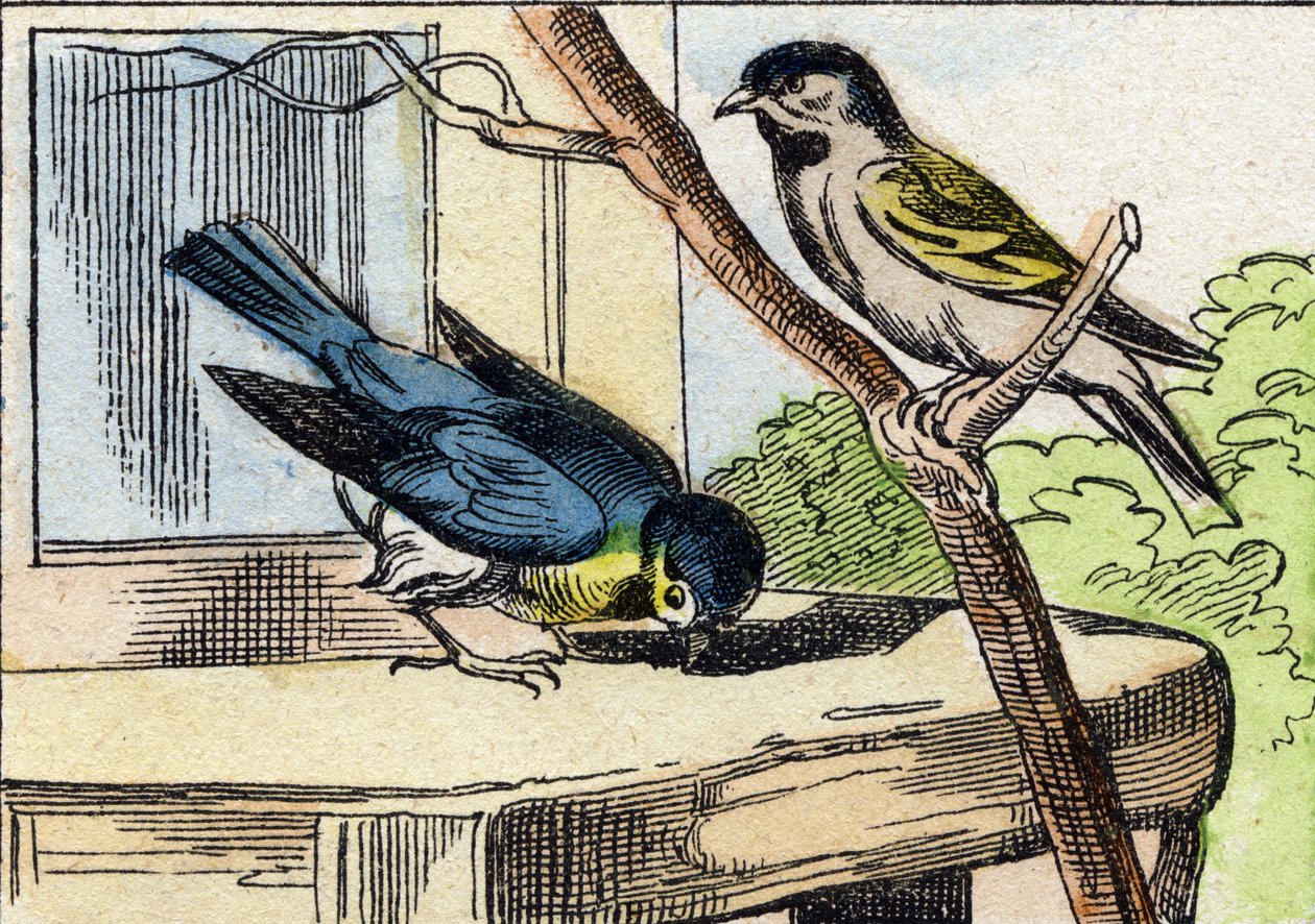 Viesti. Kaiverrus "Buffon Alphabet des Oiseaux n 1". 3. Serie N 1. Epinalin kuvantaminen, Epinal, 1800-luvun loppu. 16 sivua. Mitat: 28 x 21 cm tekijältä French School