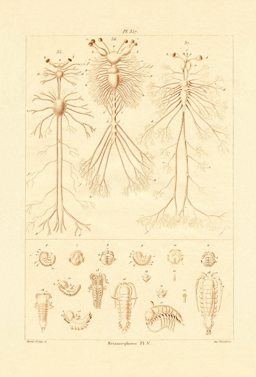 Metamorphosis, 1833-39 tekijältä French School
