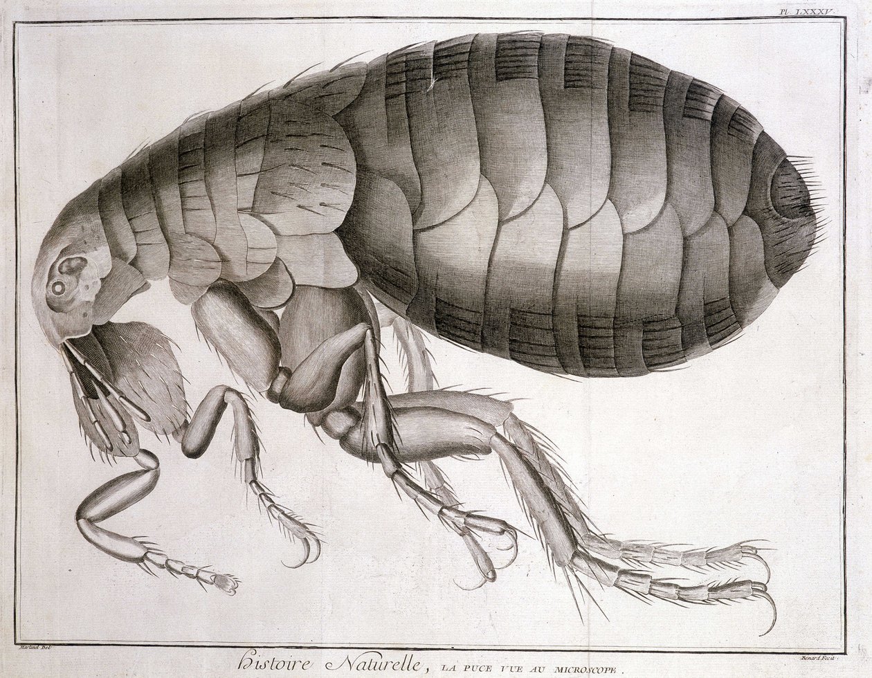 Mikroskooppi - julkaisussa "Encyclopedia", Diderot et d